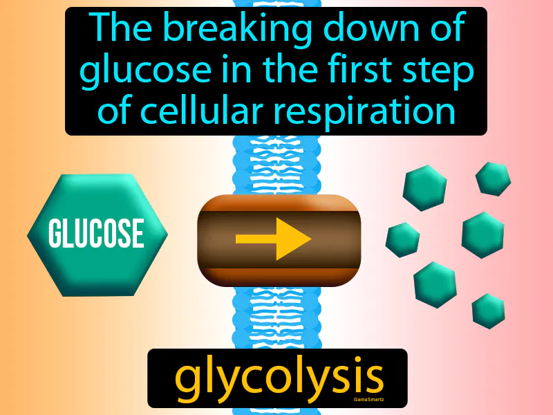 Glycolysis Definition Glycolysis Definition