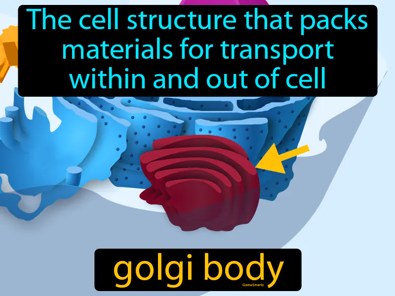 Golgi Body Definition Golgi Body Definition