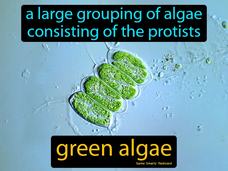 Green Algae Definition Green Algae Definition