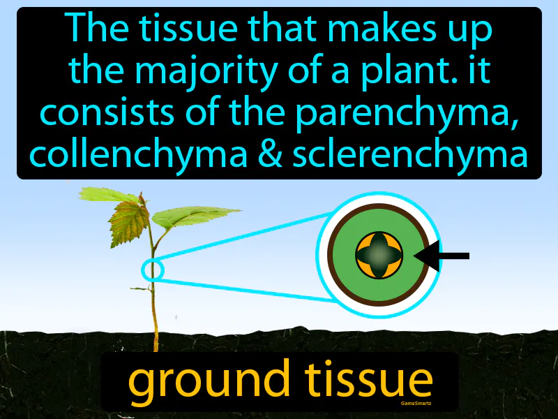 Ground Tissue Definition Ground Tissue Definition