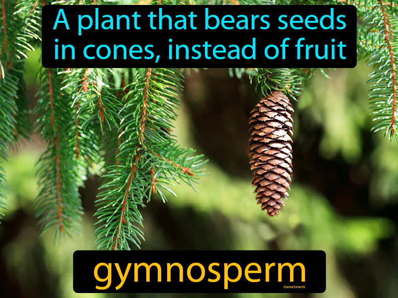 Gymnosperm Definition Gymnosperm Definition