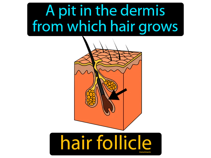 Hair Follicle Definition Hair Follicle Definition