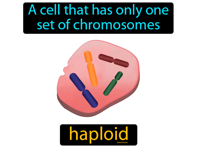 Haploid Definition Haploid Definition