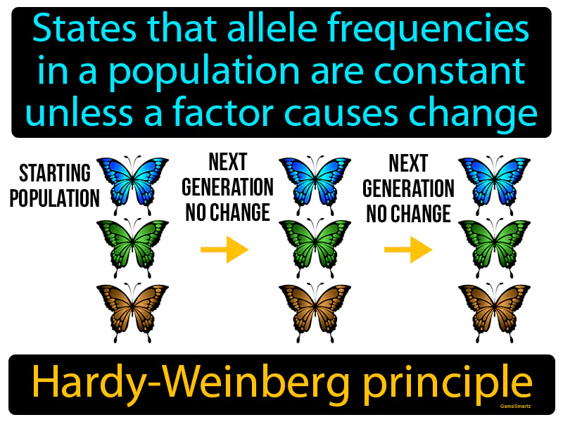 Hardy Weinberg Principle Definition Hardy Weinberg Principle Definition