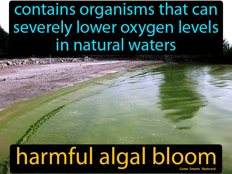 Harmful Algal Bloom Definition Harmful Algal Bloom Definition
