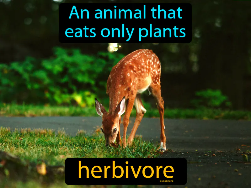 Herbivore Definition Herbivore Definition