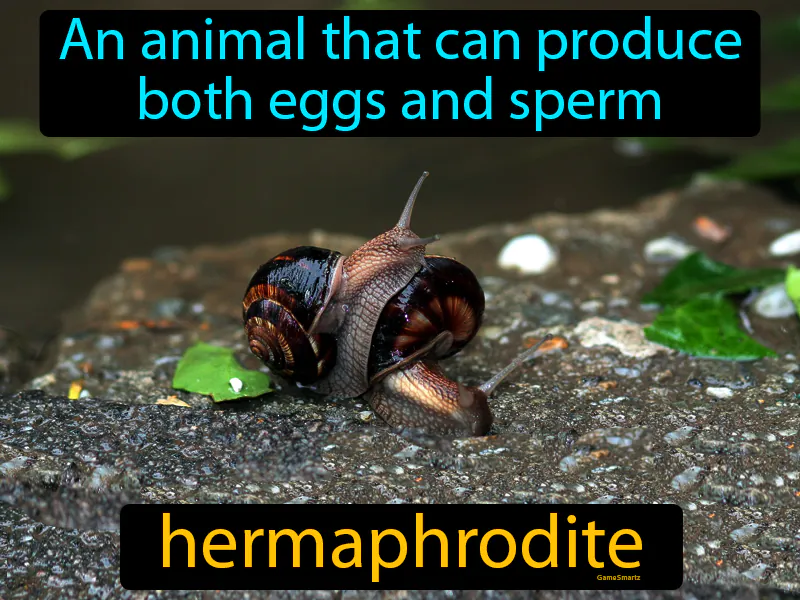Hermaphrodite Definition Hermaphrodite Definition