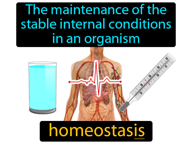 Homeostasis Definition Homeostasis Definition