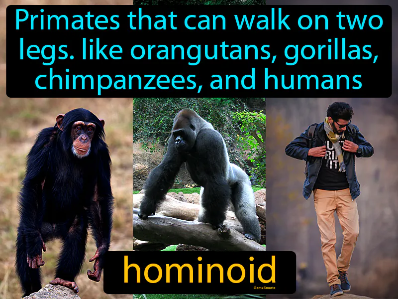 Hominoid Definition