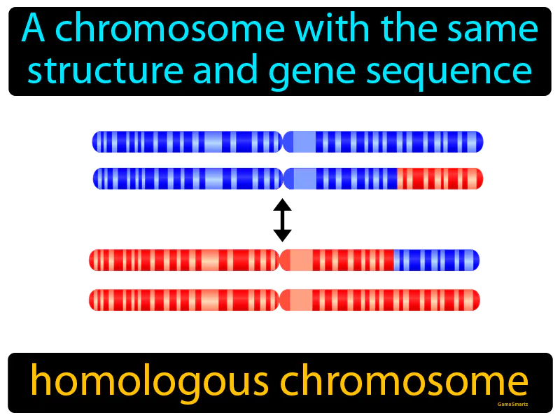 Homologous Chromosome Definition Homologous Chromosome Definition