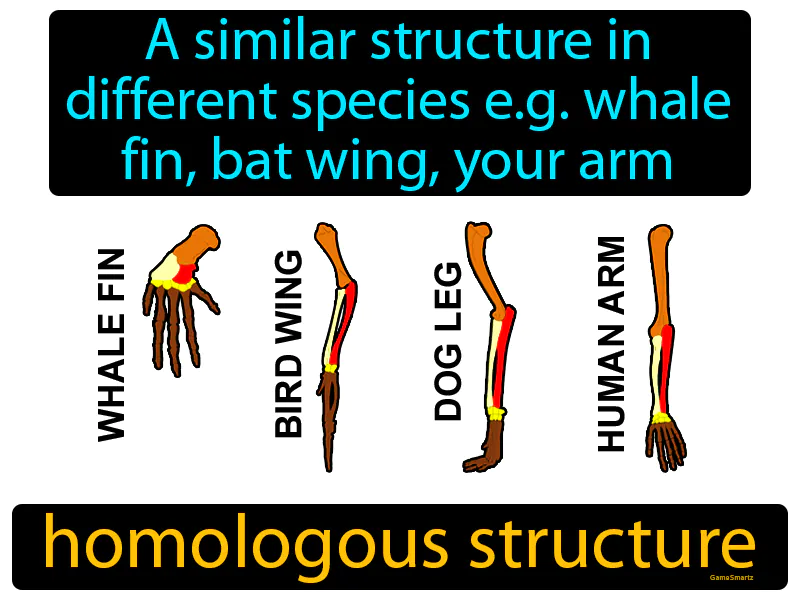 Homologous Structure Definition Homologous Structure Definition
