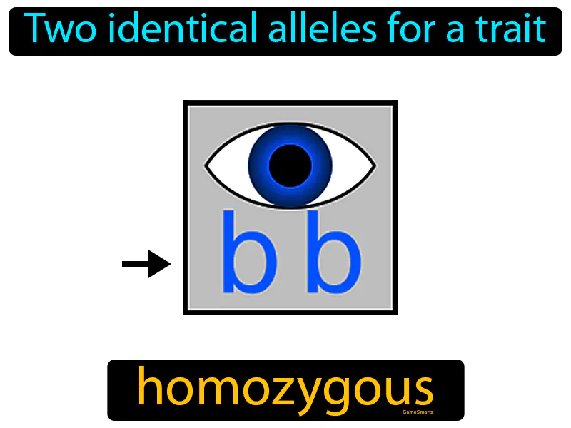 Homozygous Definition Homozygous Definition