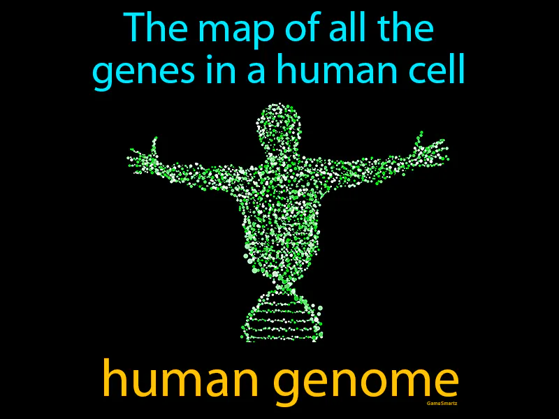Human Genome Definition Human Genome Definition