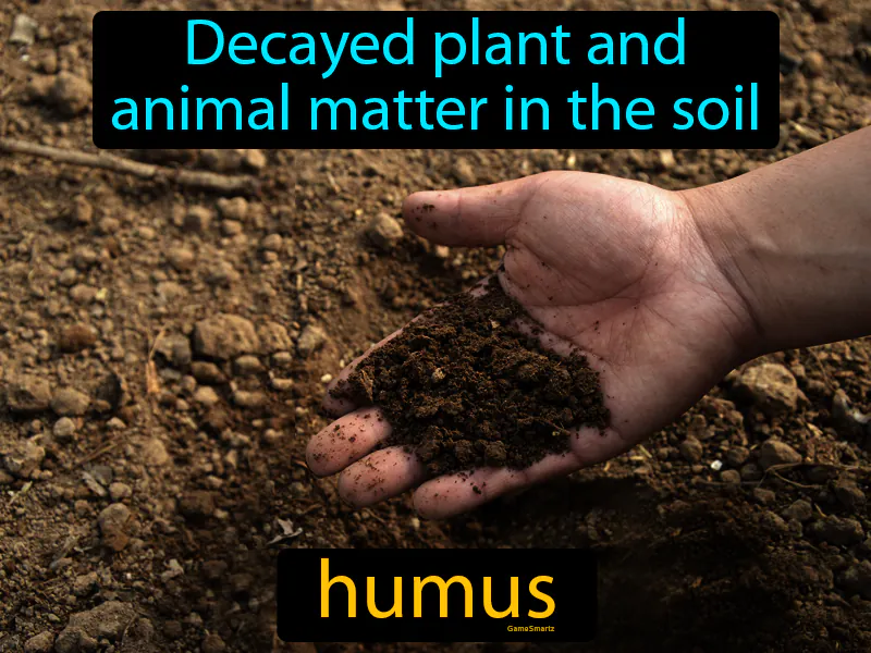 Humus Definition
