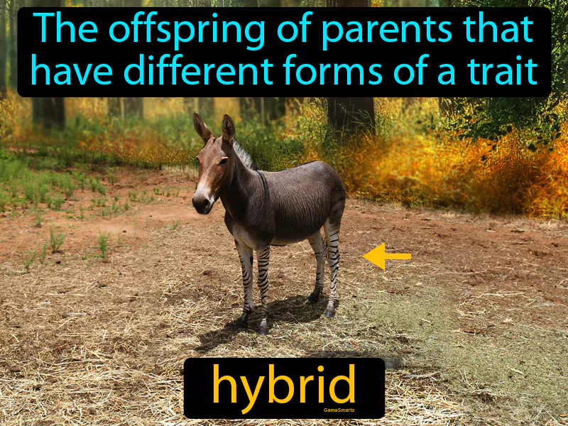 Hybrid Definition Hybrid Definition