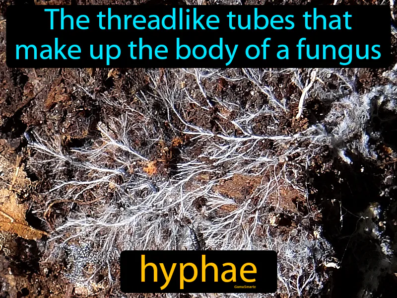 Hyphae Definition Hyphae Definition