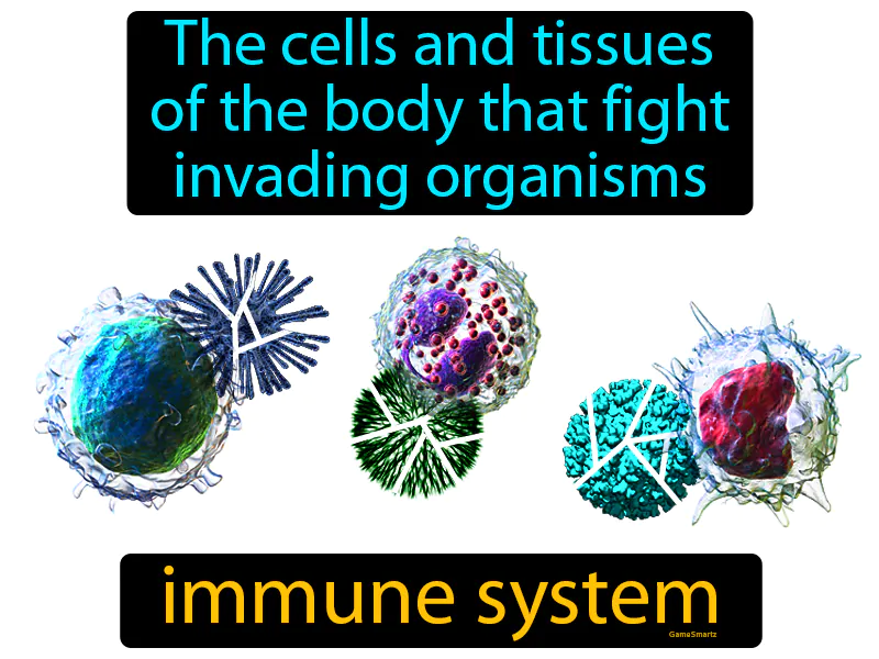 Immune System Definition Immune System Definition