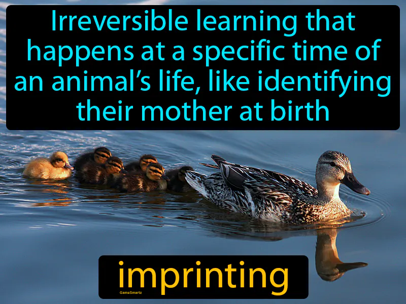 Imprinting Definition Imprinting Definition