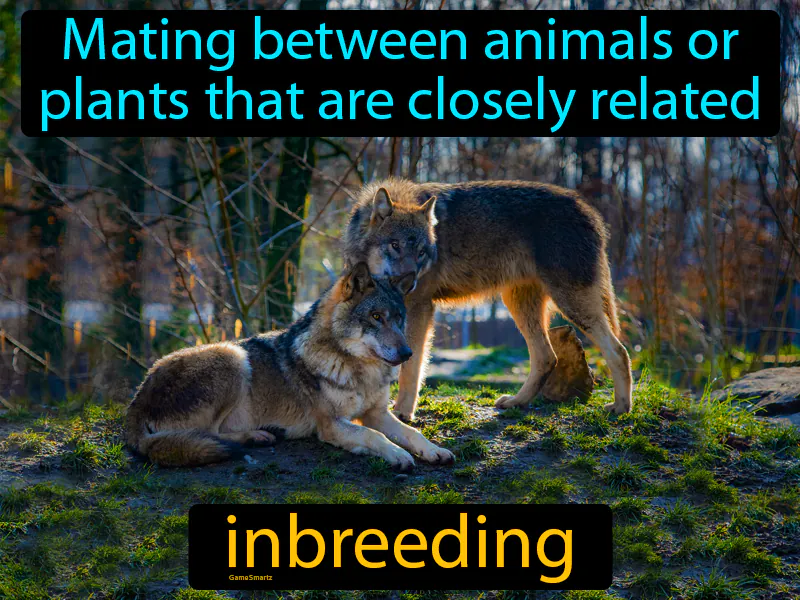 Inbreeding Definition Inbreeding Definition