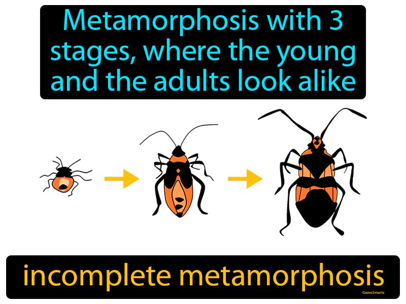 Incomplete Metamorphosis Definition Incomplete Metamorphosis Definition