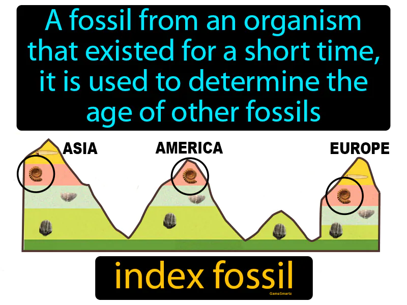 Index Fossil Definition Index Fossil Definition