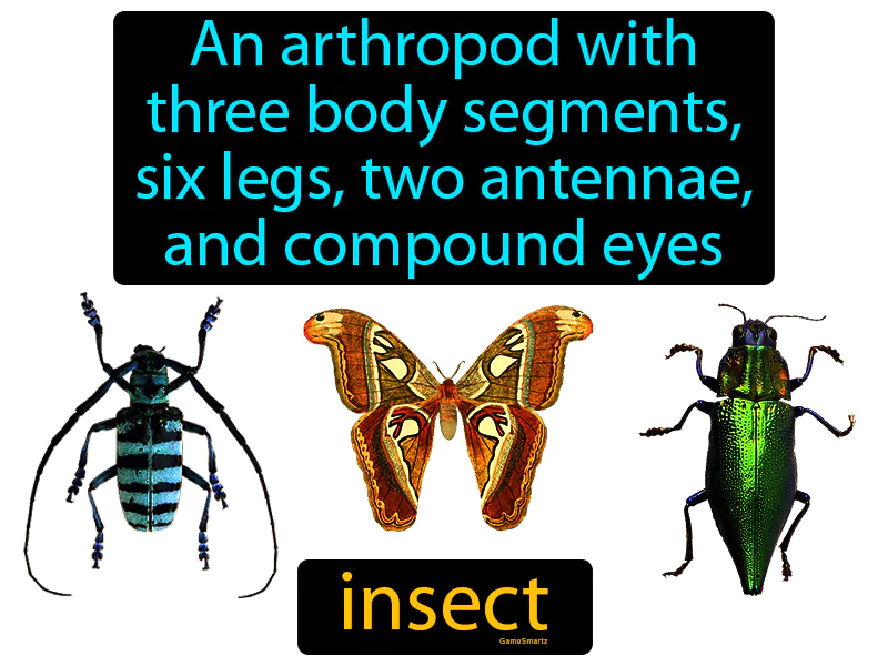 Insect Definition Insect Definition