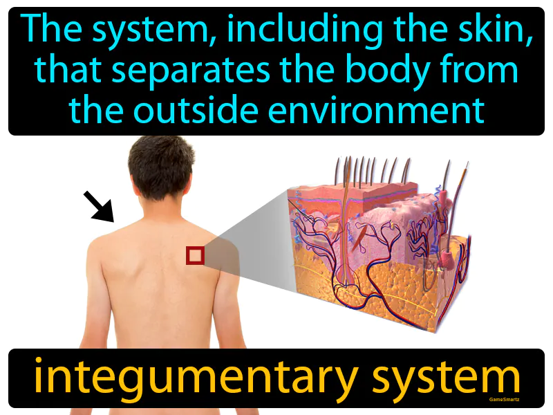 Integumentary System Definition Integumentary System Definition