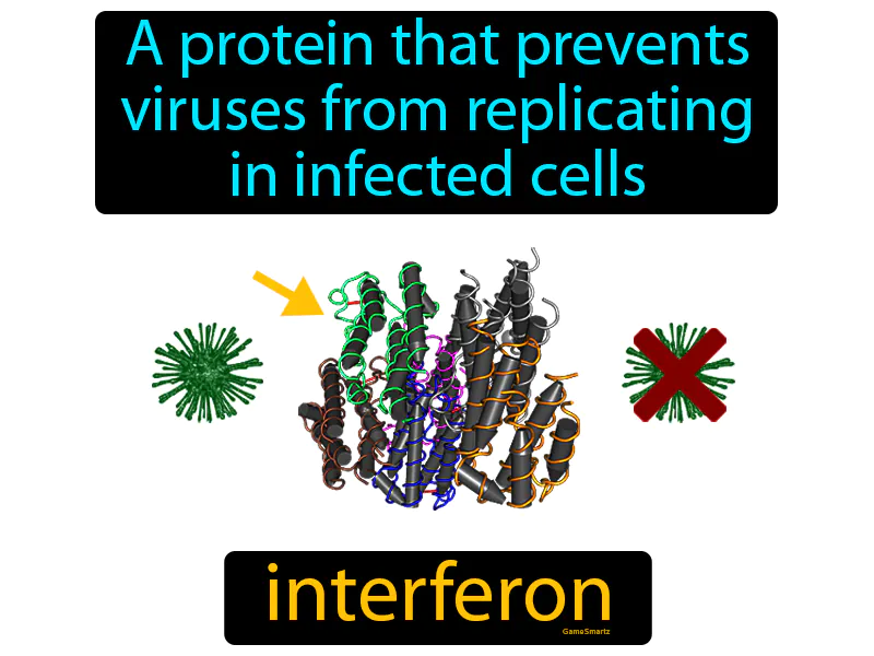 Interferon Definition Interferon Definition