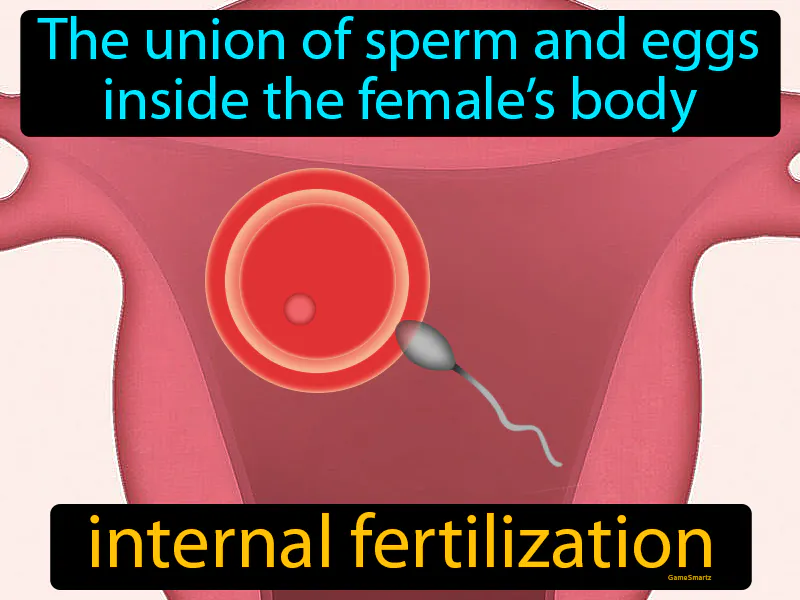 Internal Fertilization Definition Internal Fertilization Definition