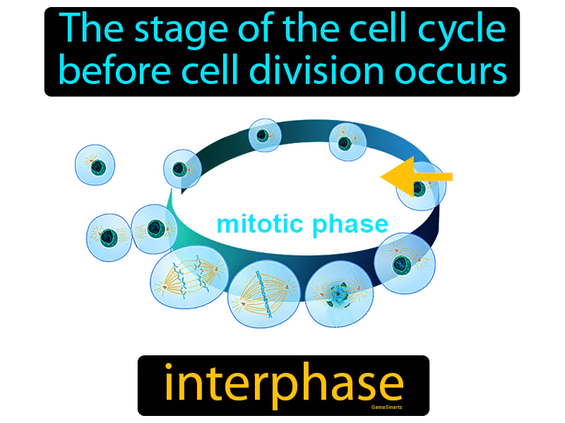 Interphase Definition Interphase Definition