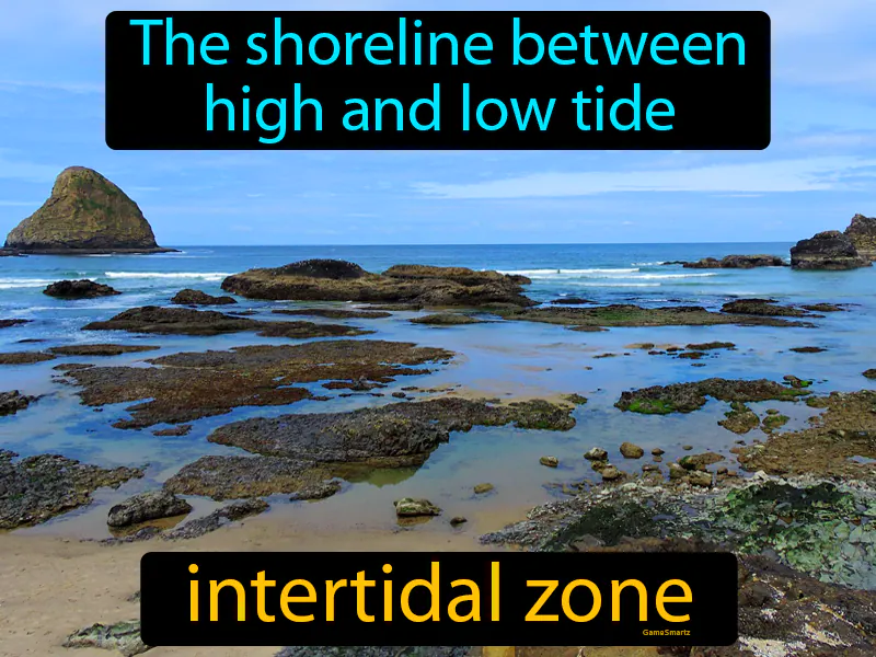 Intertidal Zone Definition Intertidal Zone Definition