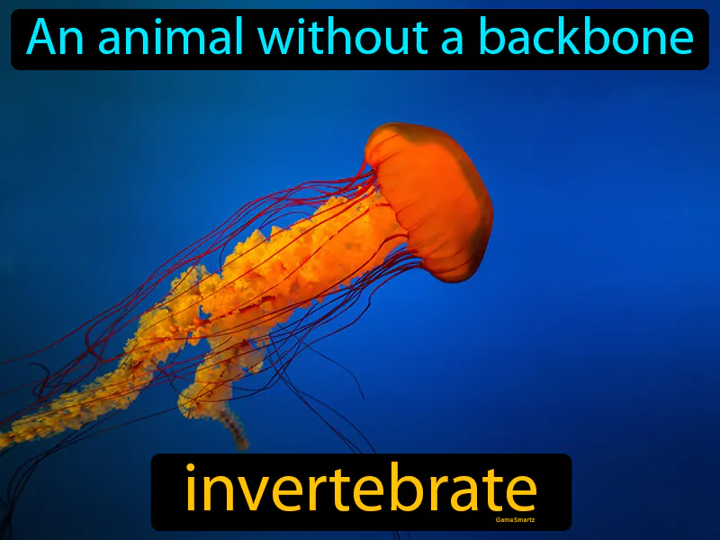 Invertebrate Definition Invertebrate Definition