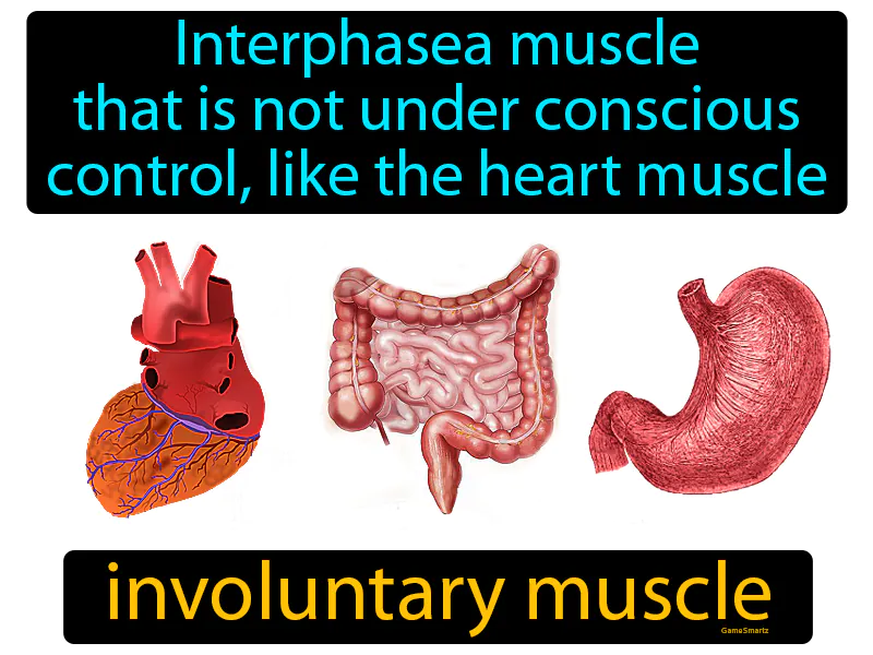 Involuntary Muscle Definition Involuntary Muscle Definition