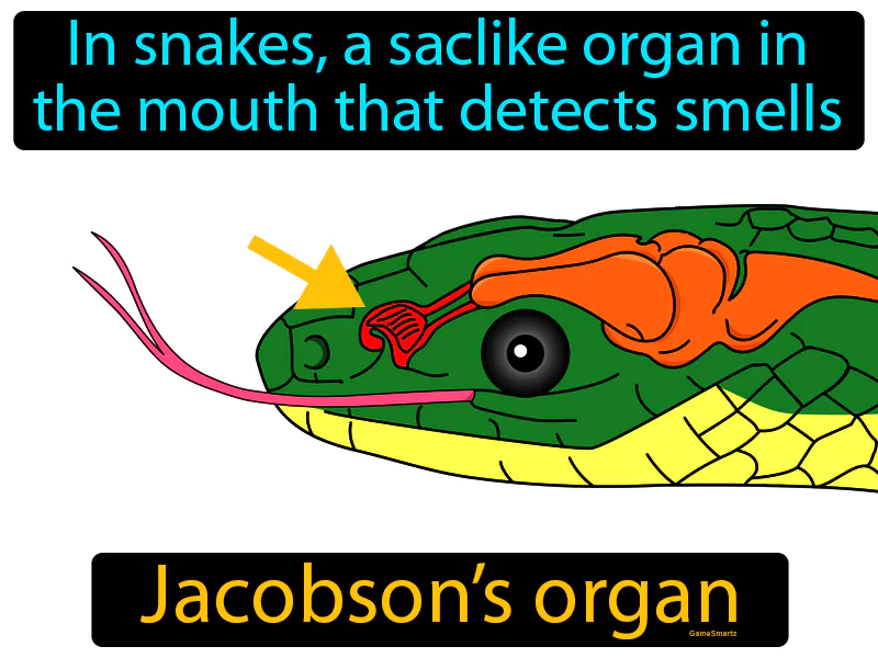 Jacobsons Organ Definition Jacobsons Organ Definition