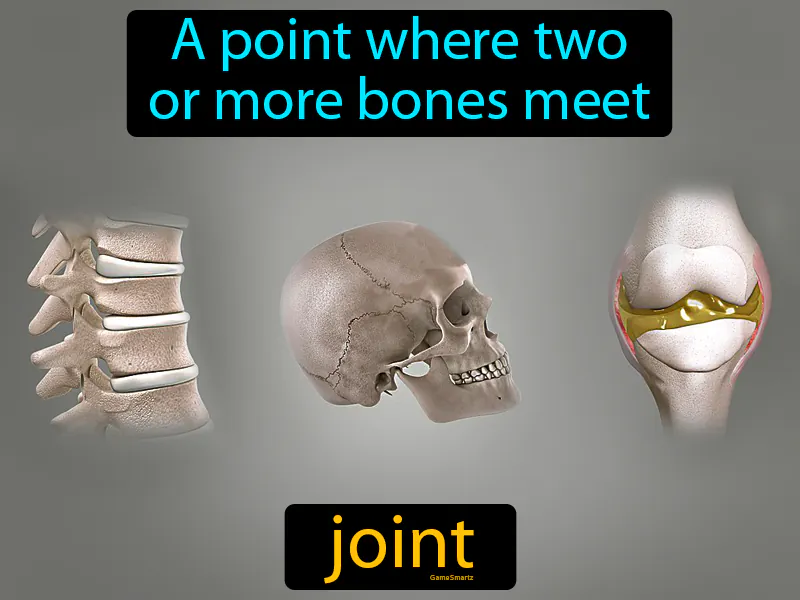 Joint Definition Joint Definition