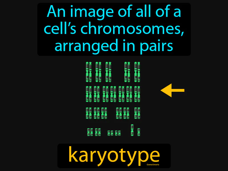 Karyotype Definition Karyotype Definition
