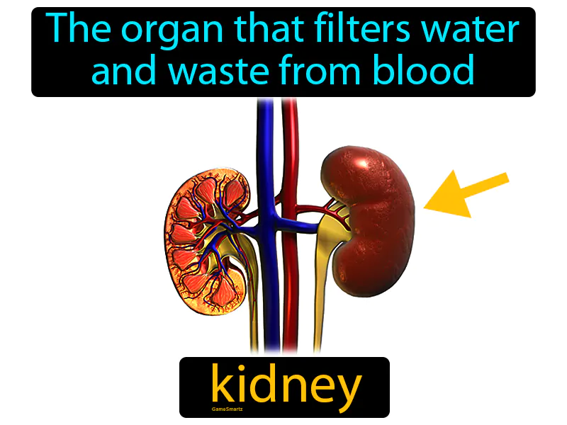 Kidney Definition Kidney Definition