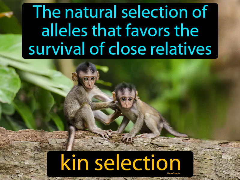 Kin Selection Definition Kin Selection Definition