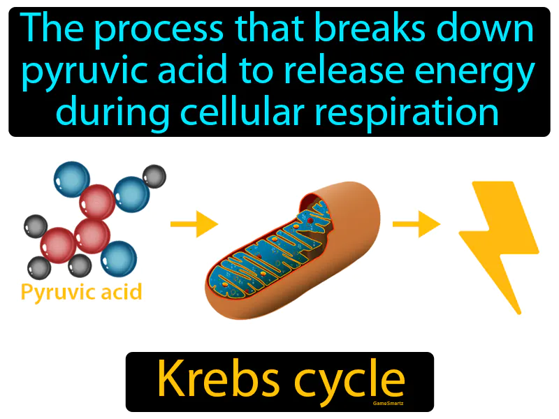 Krebs Cycle Definition Krebs Cycle Definition