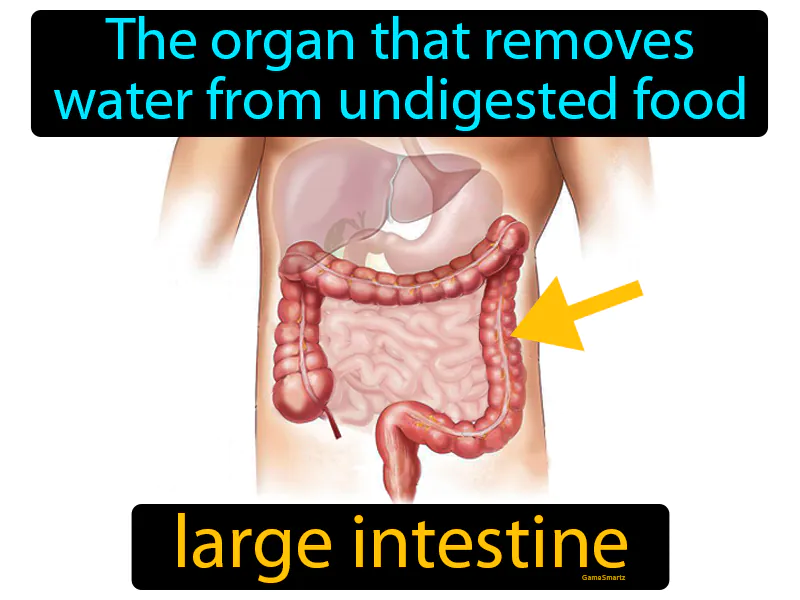 Large Intestine Definition Large Intestine Definition