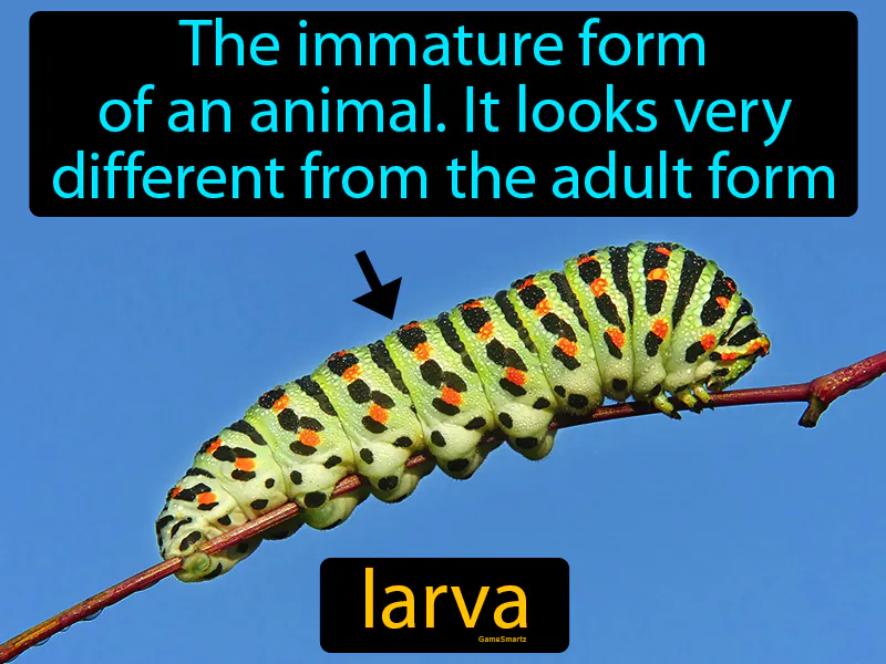 Larva Definition Larva Definition