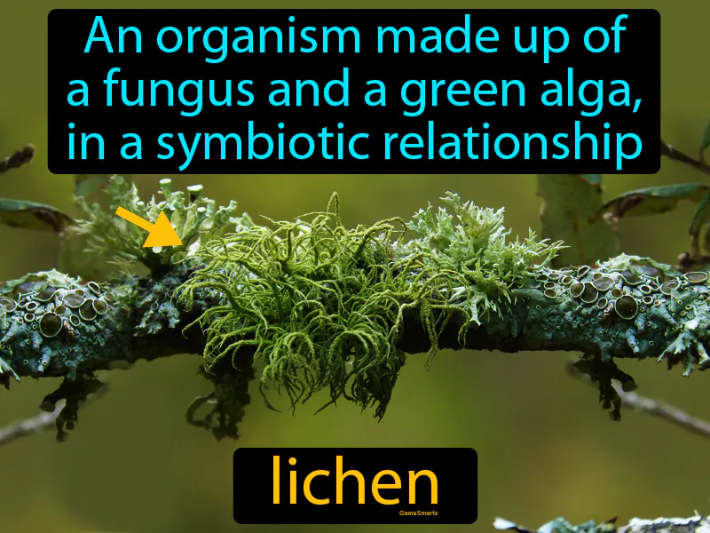 Lichen Definition Lichen Definition
