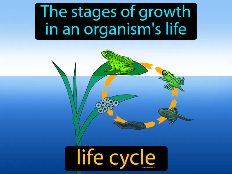 Life Cycle Definition