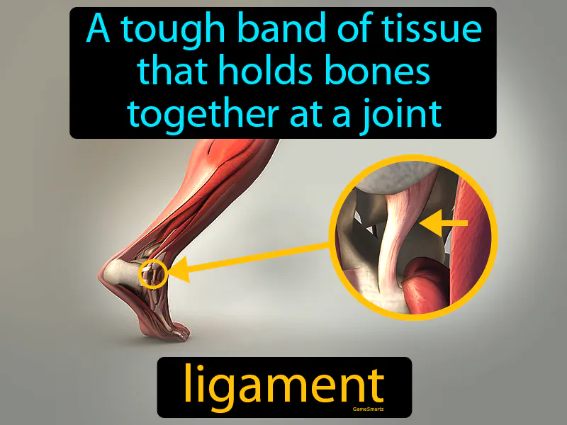 Ligament Definition Ligament Definition