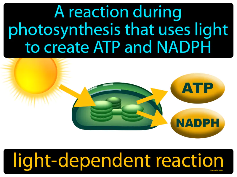 Light Dependent Reaction Definition Light Dependent Reaction Definition