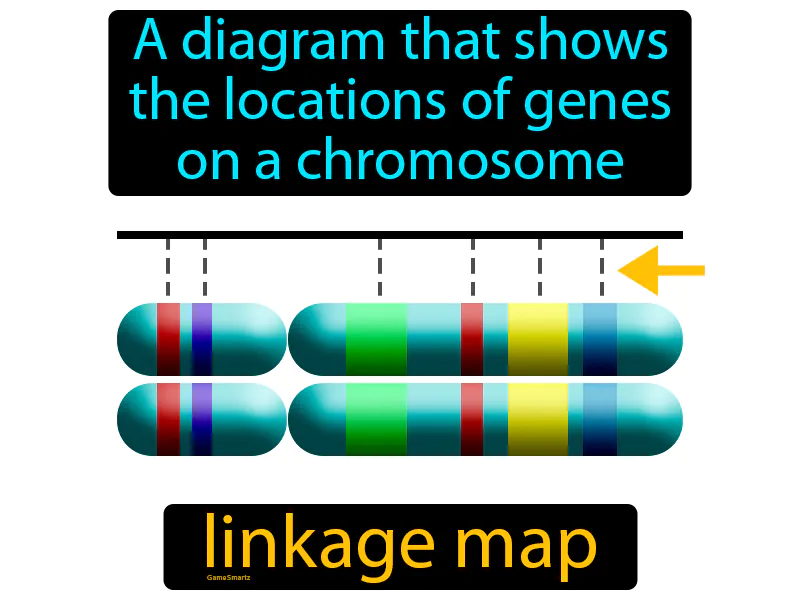 Linkage Map Definition Linkage Map Definition
