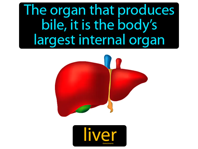 Liver Definition Liver Definition