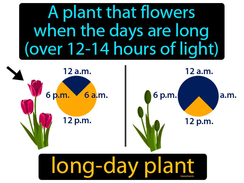 Long Day Plant Definition Long Day Plant Definition