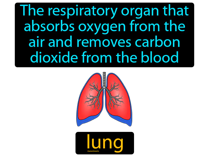 Lung Definition Lung Definition