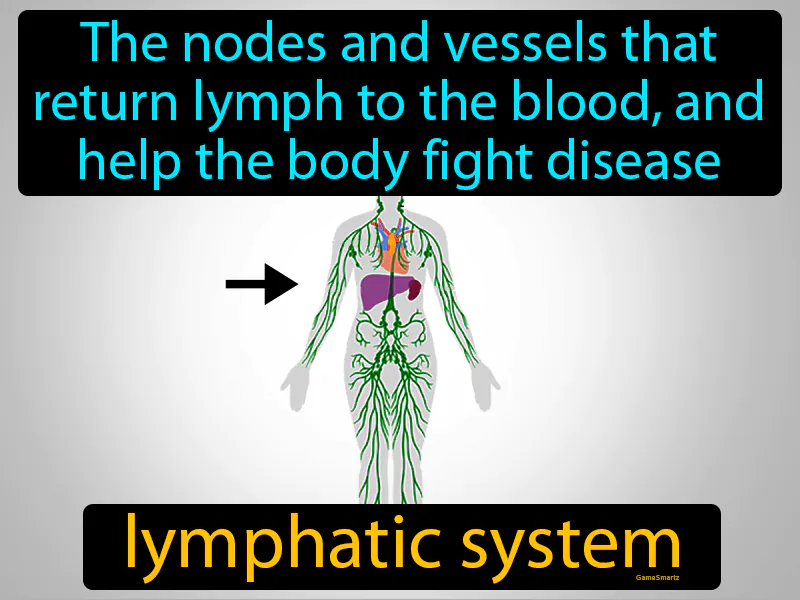 Lymphatic System Definition Lymphatic System Definition